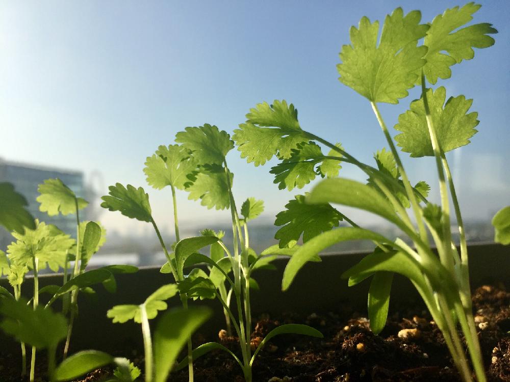 パセリの育て方 地植えやプランターでの栽培方法は Greensnap グリーンスナップ