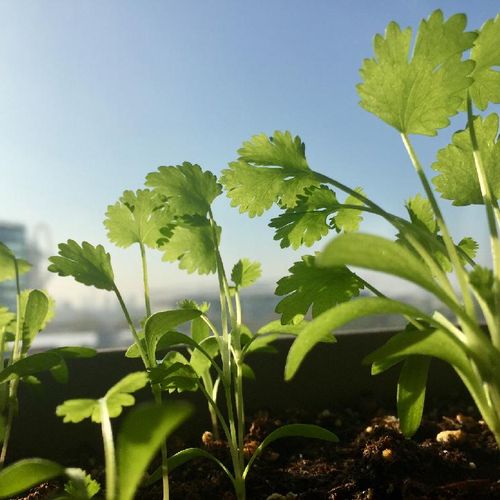 パセリの育て方 地植えやプランターでの栽培方法は Greensnap グリーンスナップ