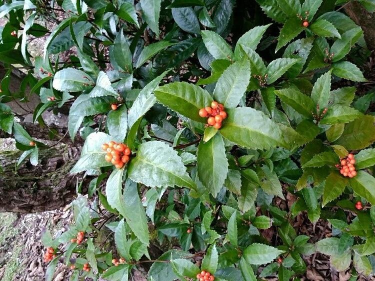 センリョウ(千両)　地植え　オレンジ色の実