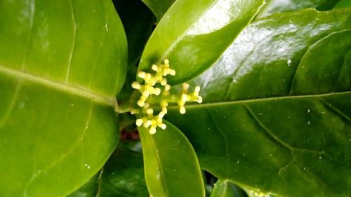 センリョウ 千両 の育て方 剪定や挿し木の方法は 実つきをよくするコツは Greensnap グリーンスナップ