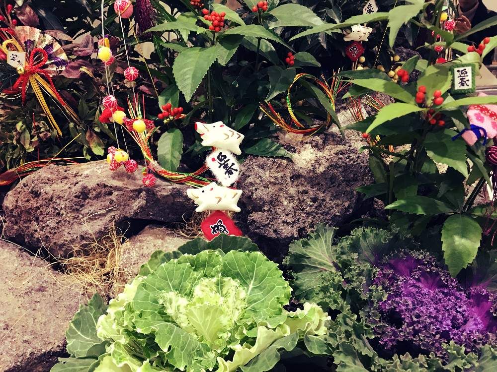 千両(千両)　株