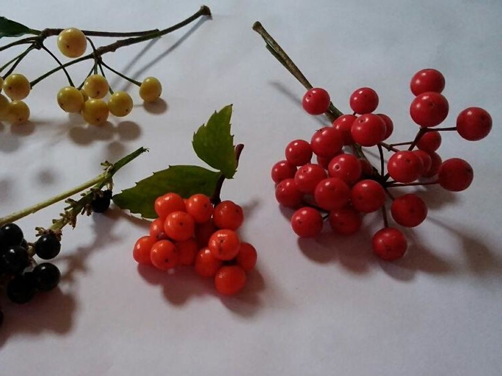 千両(千両)　赤い実