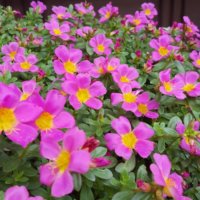 ポーチュラカの育て方｜水やりの頻度は？切り戻しや剪定の方法は？の画像