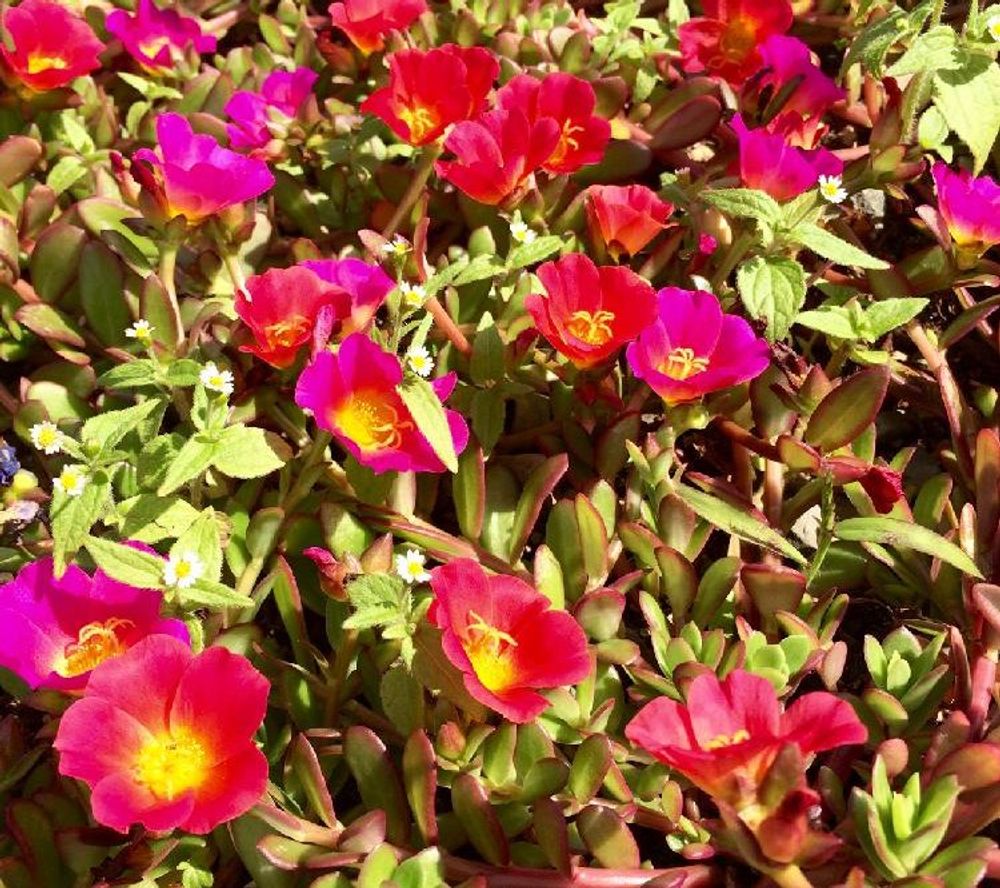 ポーチュラカ　紅色の花