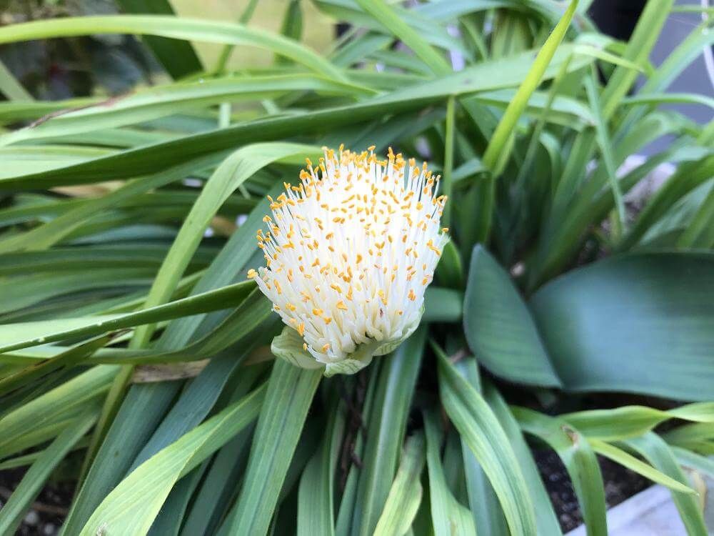 ハエマンサス(マユハケオモト)　白い花