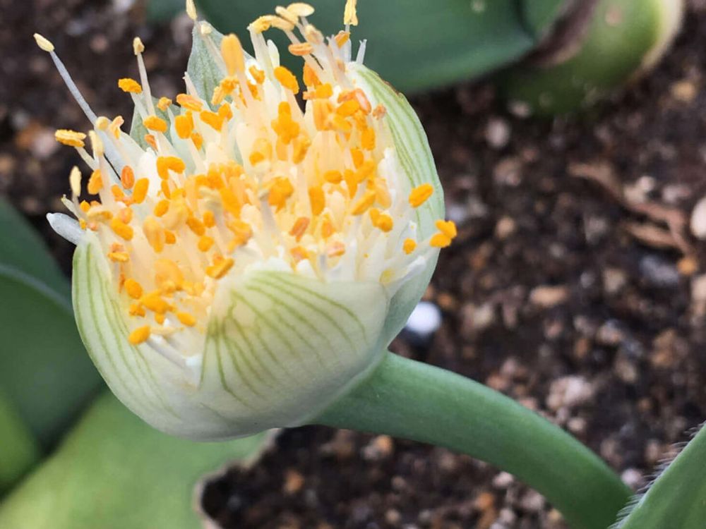 ハエマンサス(マユハケオモト)　花