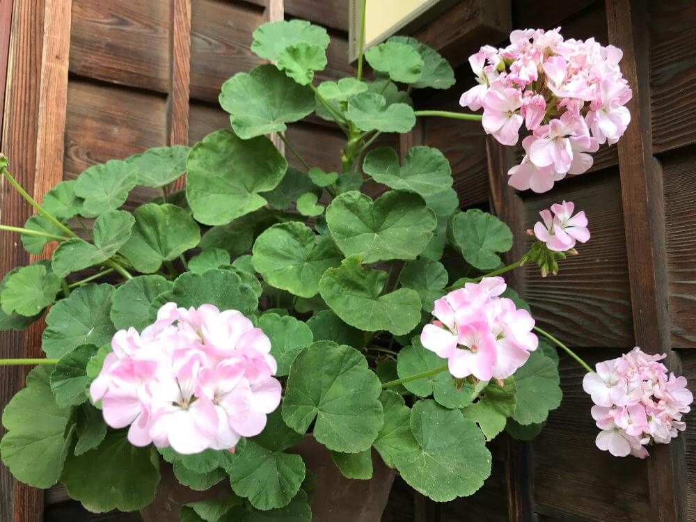 ローズゼラニウム　ピンク色の花