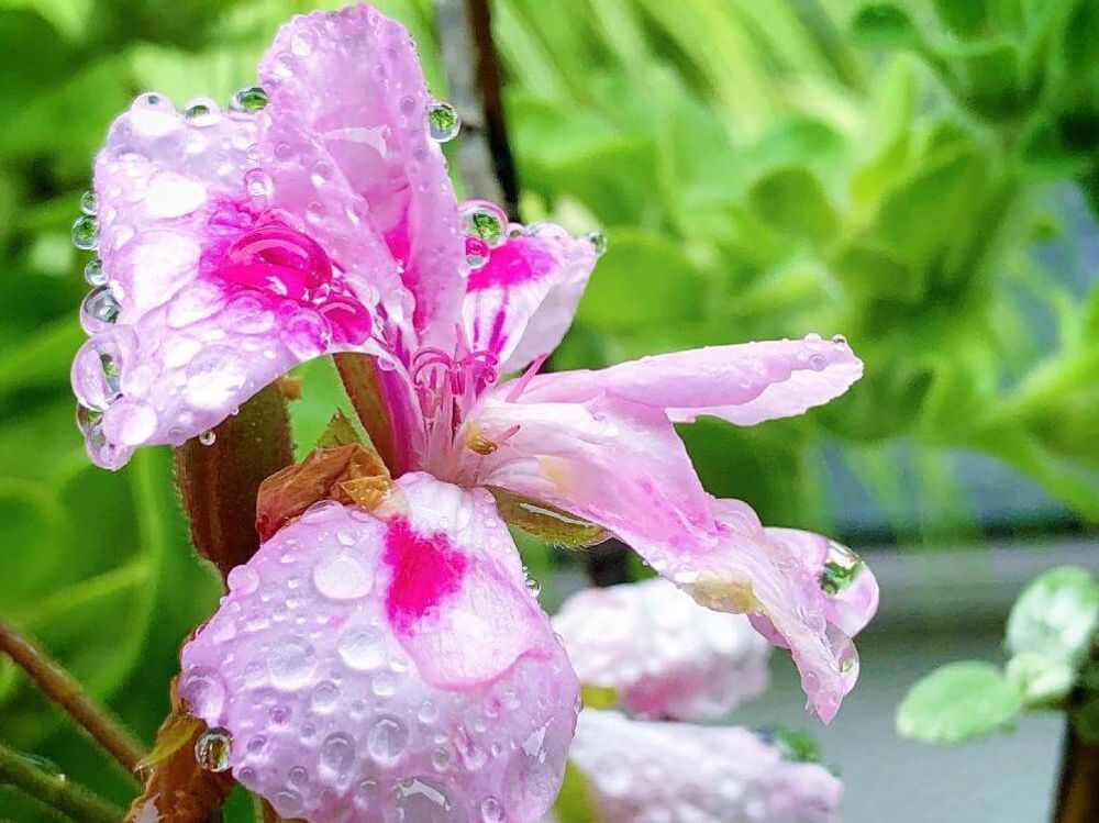ローズゼラニウム　ピンク色の花　水滴