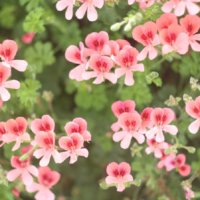 ローズゼラニウムの育て方｜鉢植えや地植えの注意点は？増やし方は？の画像