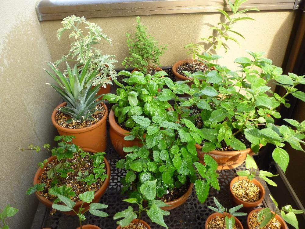 ハーブゼラニウム　地植え　葉