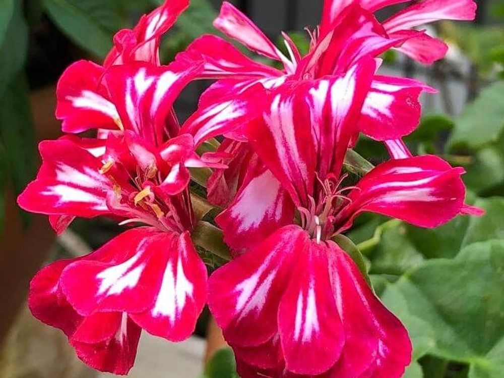 アイビーゼラニウム　赤い花