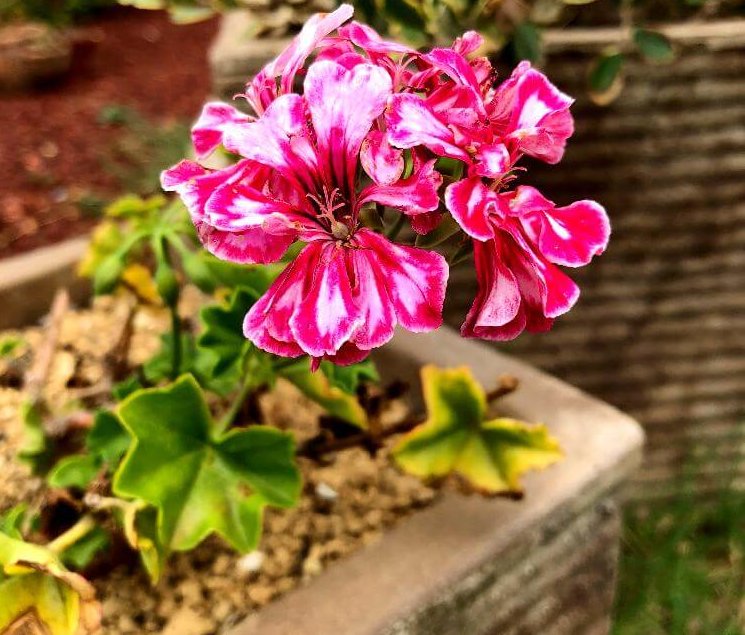 これまでで最高のアイビー ゼラニウム 花 言葉 すべての美しい花の画像