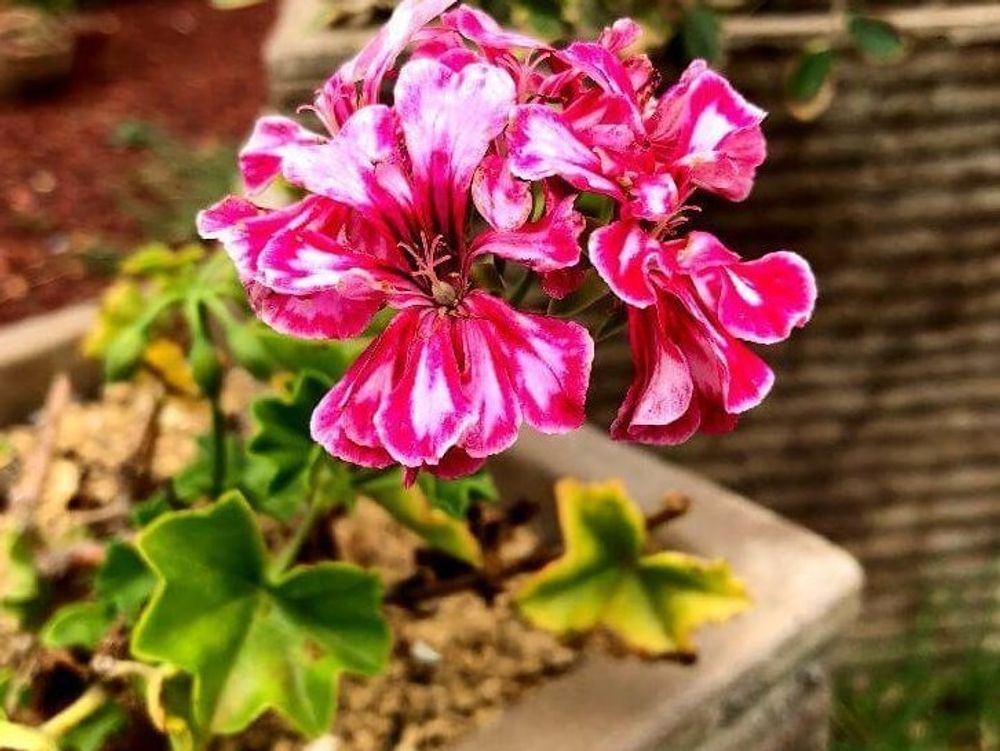 アイビーゼラニウム　鉢植え　赤い花