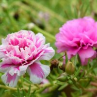 マツバボタンの育て方｜種まき時期や挿し芽の方法など増やし方を紹介の画像