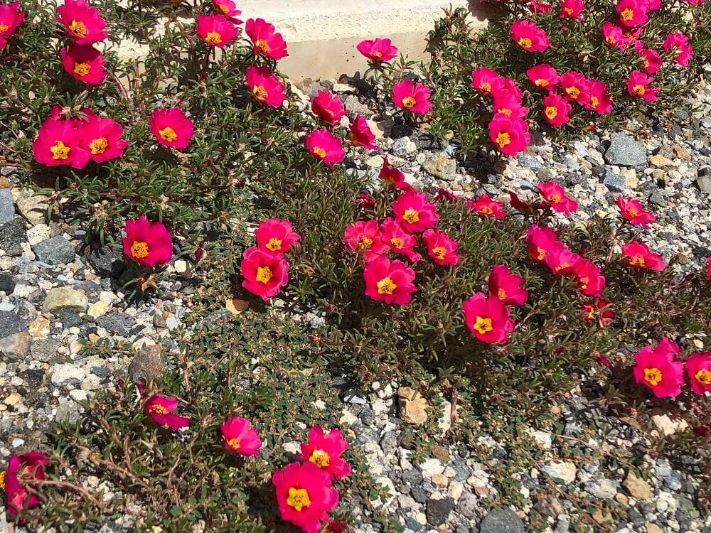 マツバボタン(松葉牡丹)　地植え　赤い花