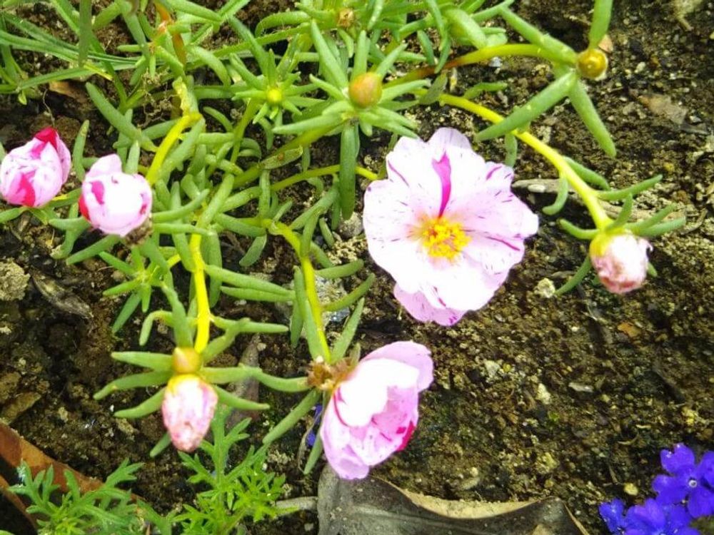 マツバボタン(松葉牡丹)　用土　ピンク色の花