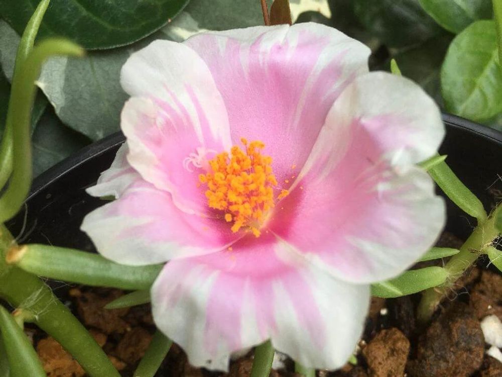 マツバボタン(松葉牡丹)　白い花　