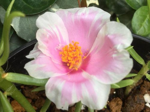 マツバボタン 松葉牡丹 の育て方 種まきや挿し芽での増やし方は Greensnap グリーンスナップ マツバボタン 松葉牡丹 の育て方 種まきや挿し芽での増やし方は Greensnap グリーンスナップ