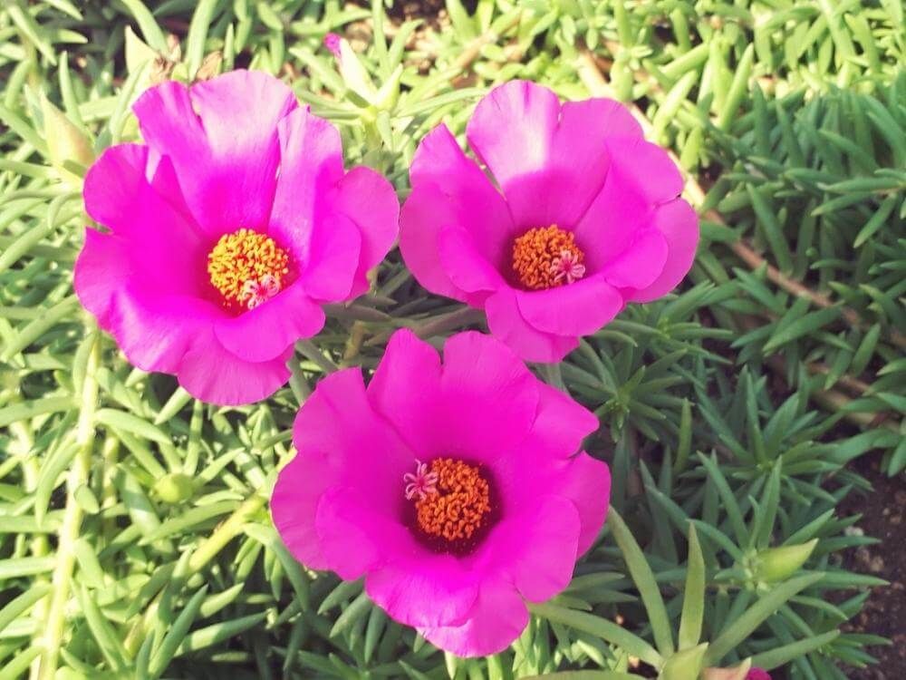 マツバボタン(松葉牡丹)　ピンク色の花