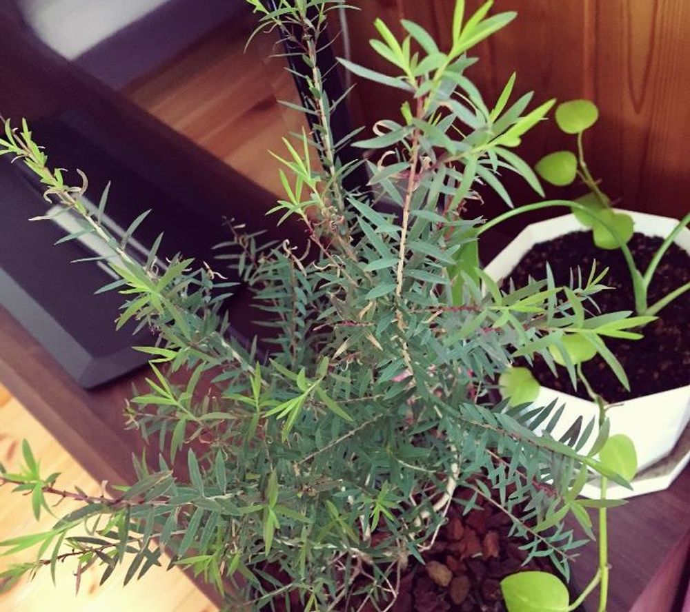 ティ―ツリー Photo by noyuyouryoさん