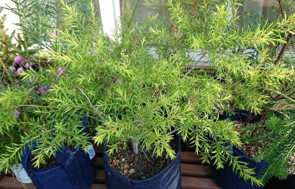 ティ―ツリー Photo by ボーリックさん