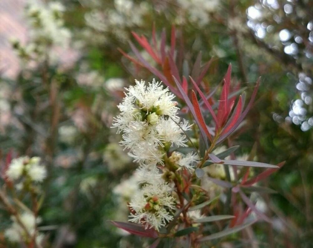ティ―ツリー Photo by ヘリテージさん