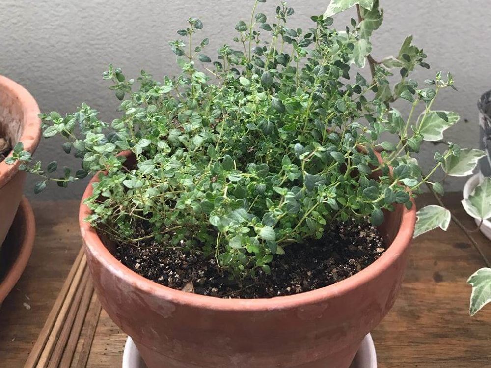 レモンタイム　鉢植え　葉