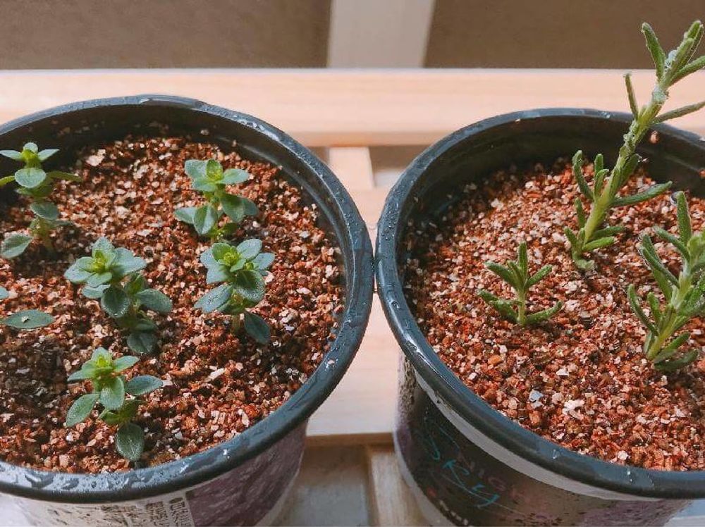 レモンタイム　鉢植え　若葉