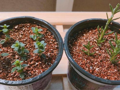 レモンタイムの育て方 日当たり加減や種まきの時期は Greensnap グリーンスナップ レモンタイムの育て方 日当たり加減や種まきの時期は Greensnap グリーンスナップ