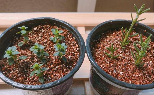 レモンタイムの育て方 日当たり加減や種まきの時期は Greensnap グリーンスナップ