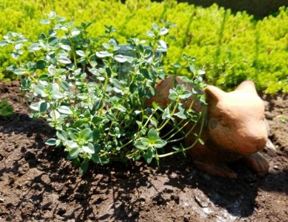 レモンタイム　地植え　株