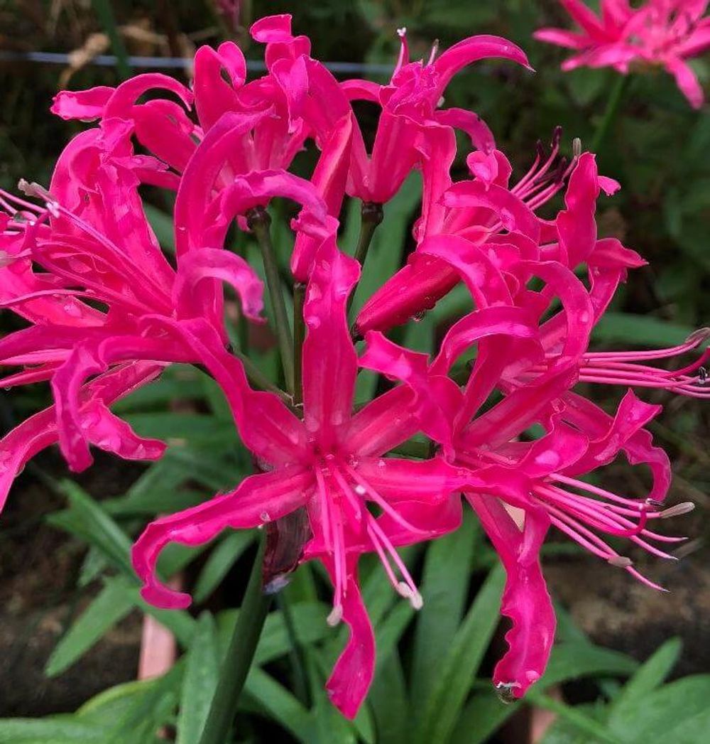 ベルガモット モナルダ photo by トモ