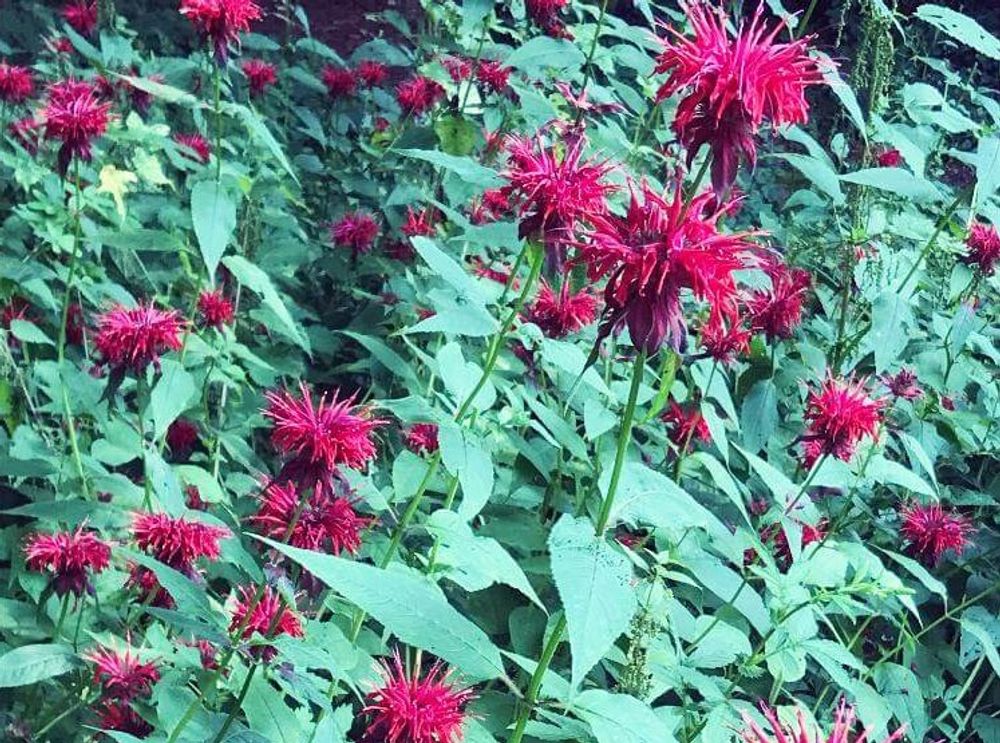 ベルガモット photo by ブルーローズ