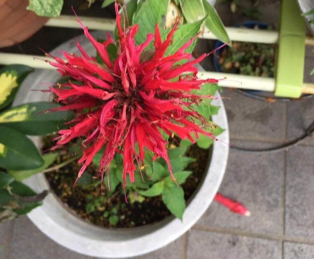 ベルガモット photo by 白耳