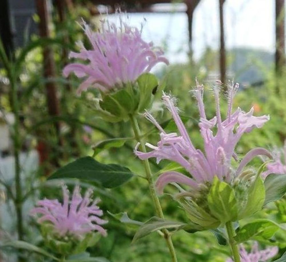 ベルガモット Photo by micco