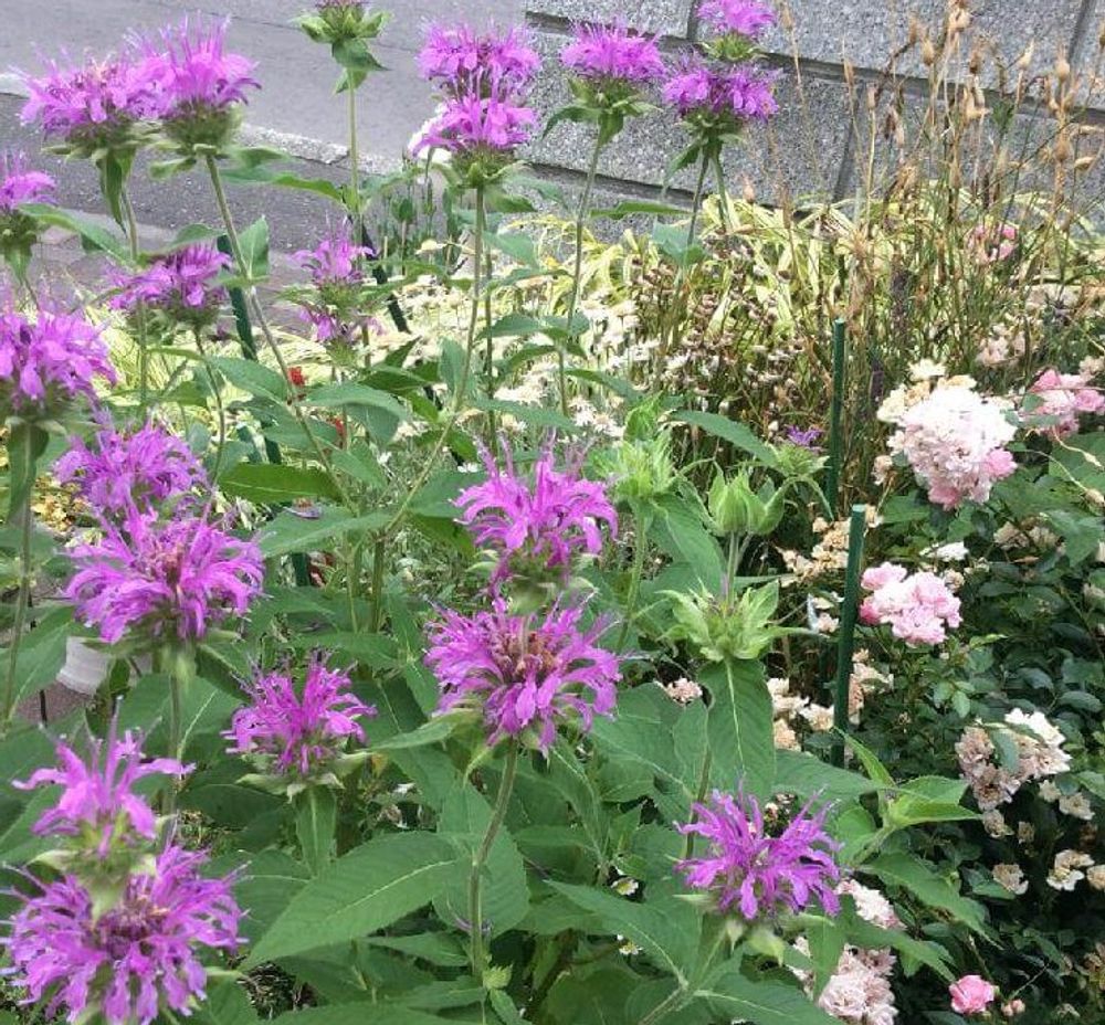 ベルガモット　Photo by miniバレー