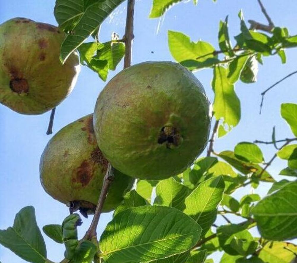 グアバ、photo by ムーミン