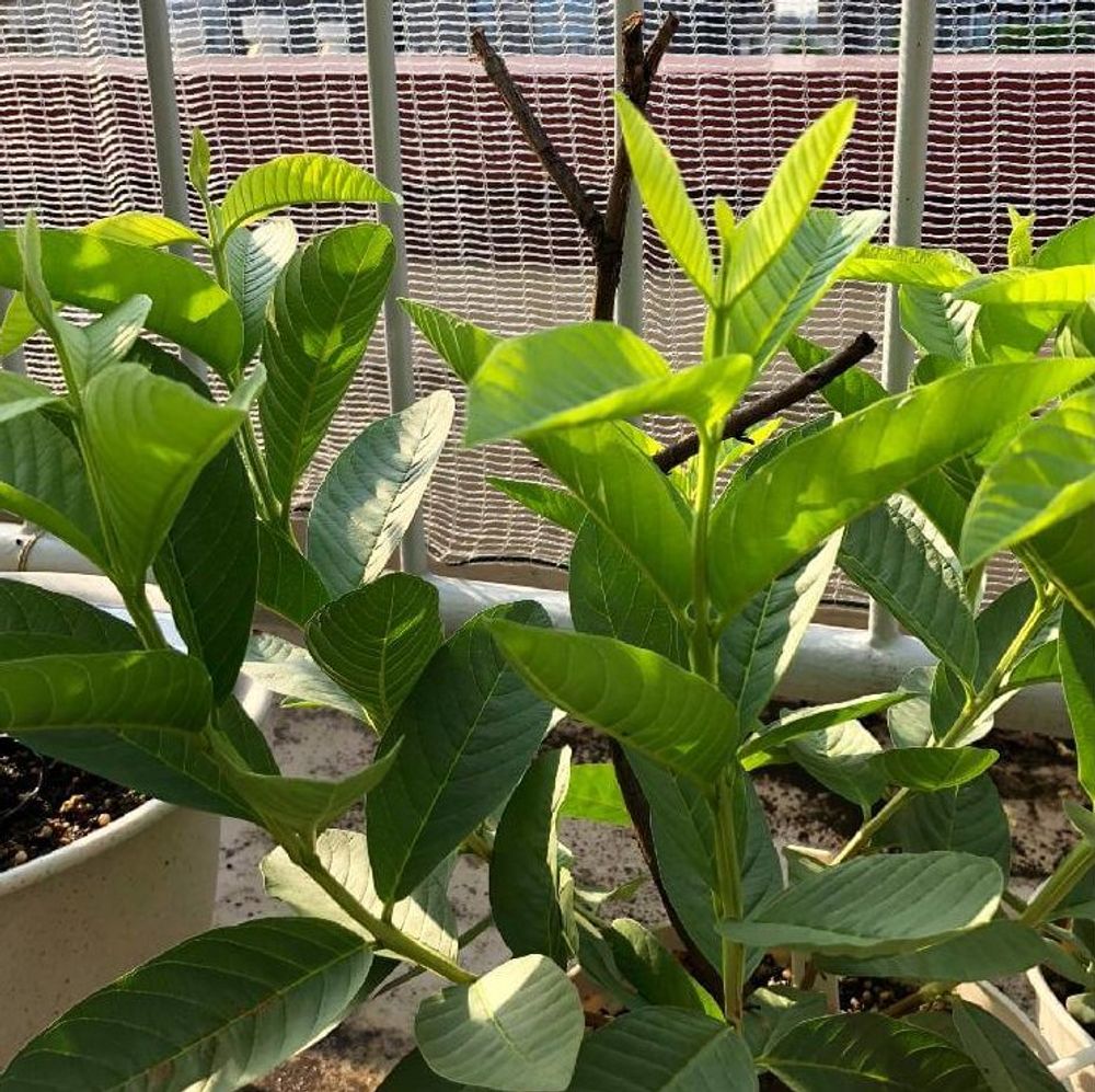 グアバ、photo by じゅん3