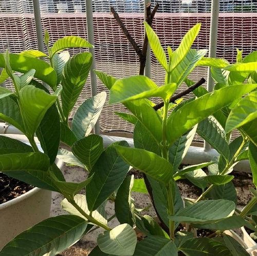 グアバの育て方 おうちの鉢植えやプランターでも栽培できるの Greensnap グリーンスナップ
