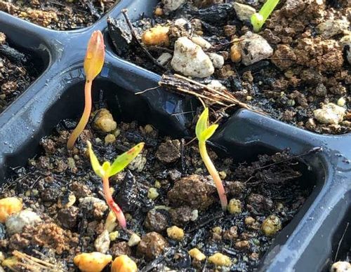 グアバの育て方 おうちの鉢植えやプランターでも栽培できるの Greensnap グリーンスナップ