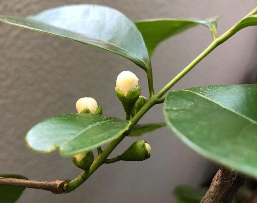 グアバ、photo by プワプワ 