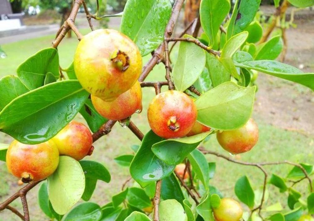 グアバ、photo by こずぽん