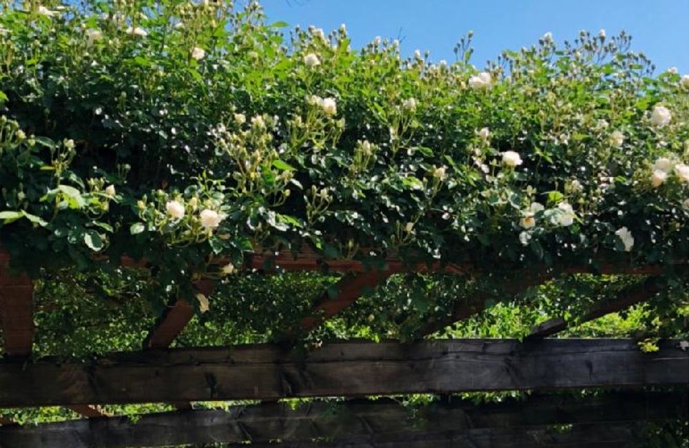 モッコウバラ　photo by おみちさん