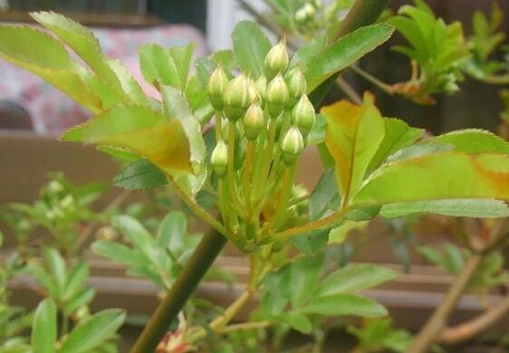 モッコウバラ photo by まこさん