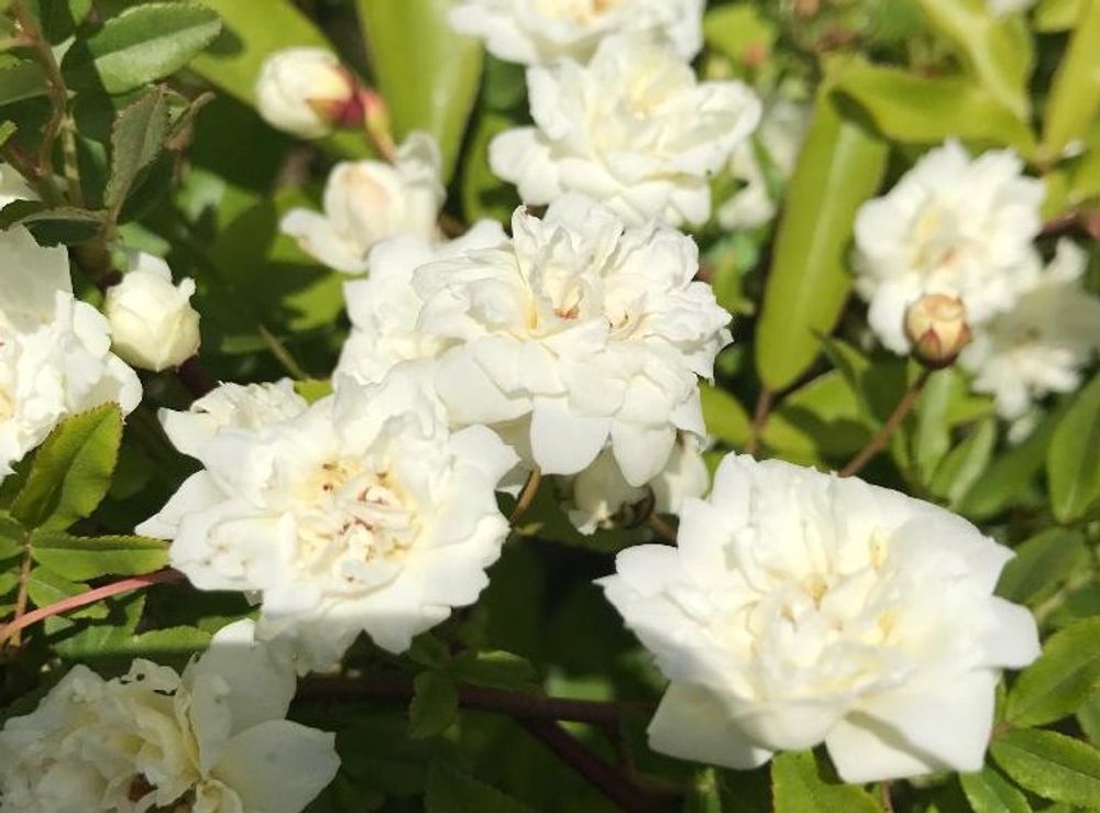 モッコウバラ photo by さんごさん