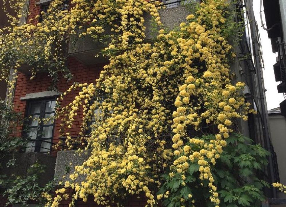 モッコウバラ photo by ペロンチョさん