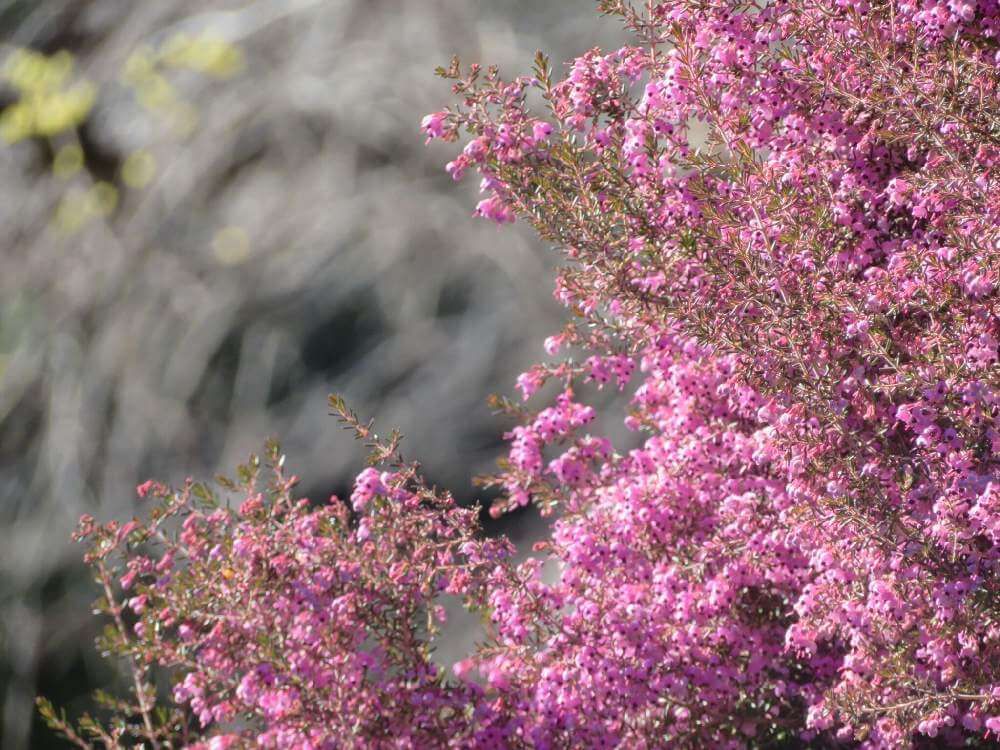 エリカ　ピンク色の花