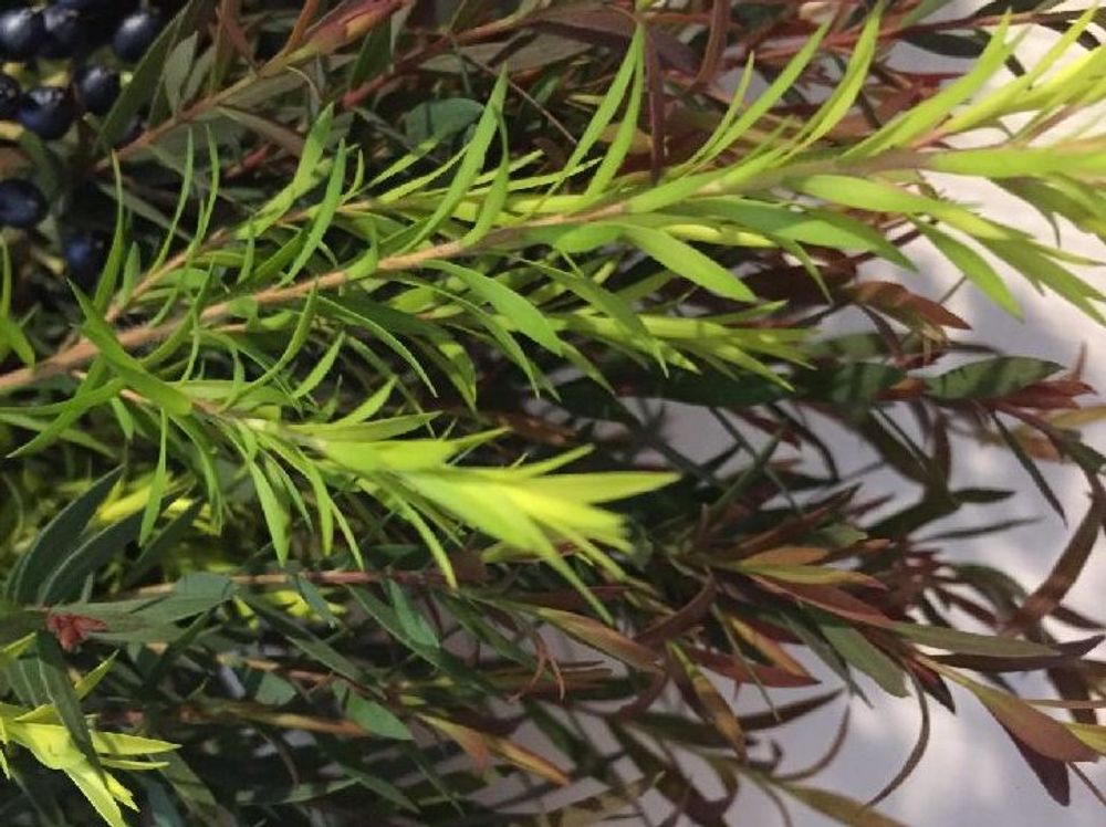 ティーツリー、Photo by ゆみこさん