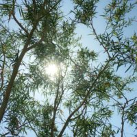 ティーツリーの育て方｜苗の植え方や種まきの方法は？の画像