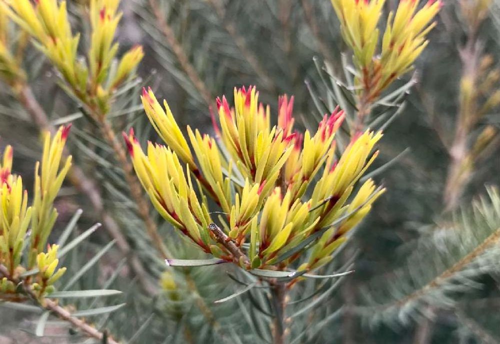 ティーツリー、Photo by geoxさん